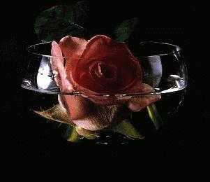 Red rose in the glass